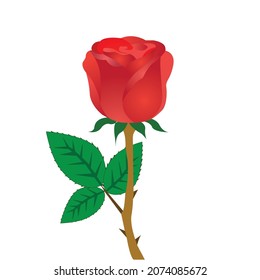 Red rose vector design with white background 