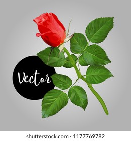Red Rose Vector Illustration