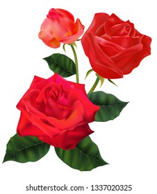 Red rose vector illustration