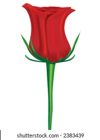 Red Rose Vector Illustration