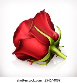 Red rose vector illustration
