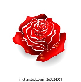 Red rose (vector illustration)
