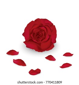 Red rose vector illustration