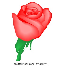 Red rose, vector illustration, eps10
