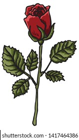 red Rose vector illustration isolated