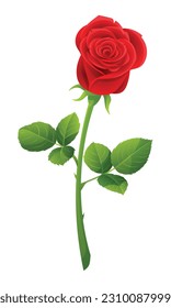 A red rose vector illustration isolated on white