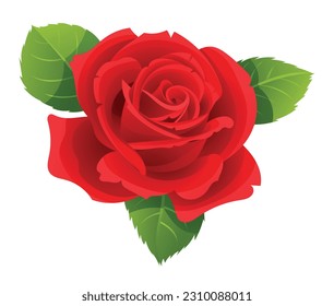 Red rose vector illustration isolated on white