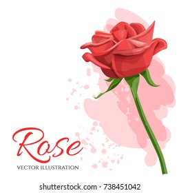 Red rose vector illustration isolated on white background.