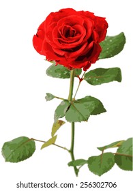 Red rose vector isolated on white background