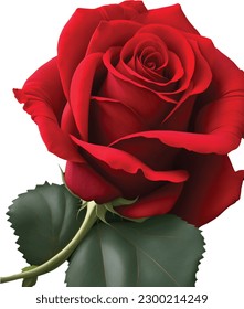 Red rose vector no background