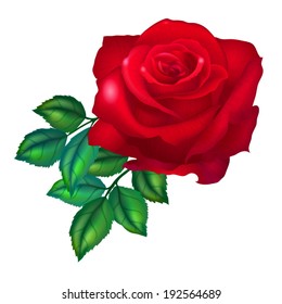 Red rose vector on white background.