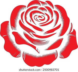 red rose vector in white background