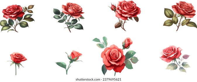 Red rose in watercolor collection, vector illustration isolated on white background