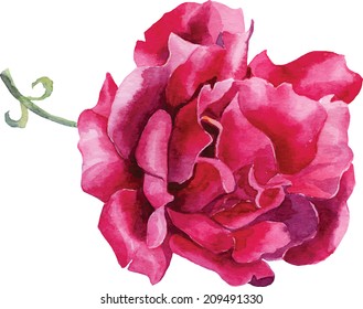 Red Rose watercolor vector isolated on white background