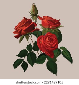 Red roses antique style vector illustration