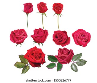 Red roses bouquet isolated on white background vector illustration