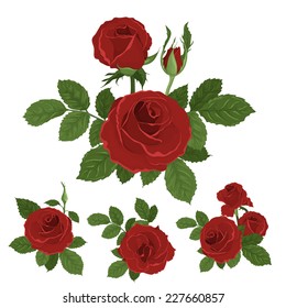 Red roses bouquet with leaves. Isolated hand drawn vector
