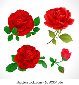 Red roses with buds and leaves vintage  on a white background set two vector illustration editable hand draw