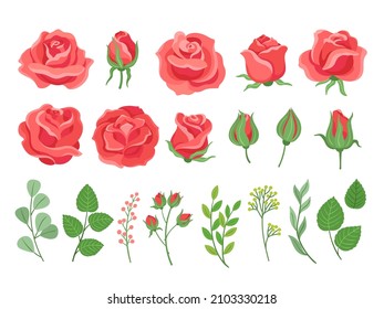 Red roses cartoon. Burgundy rose and green leaves. Blooming plants, garden branches for bouquet. Isolated wedding or birthday cards neoteric vector elements