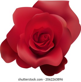 Rosas rojas. Creado con una malla de degradado.