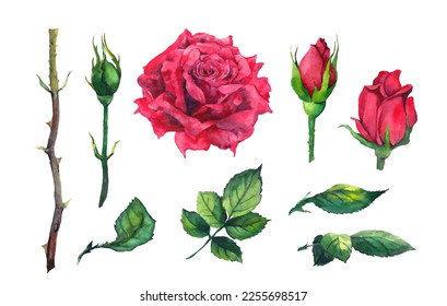 Elementos de rosas rojas - flores, hojas, brote, tallo. Vector de color de agua para el día de San Valentín, Día de la Madre, boda, tarjeta de fecha de guardar, cumpleaños o diseño de aniversario