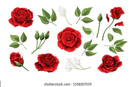 Red roses hand drawn color set. Black line rose flowers isolated on white background. Vector colored elements illustration for happy Valentines day postcards.