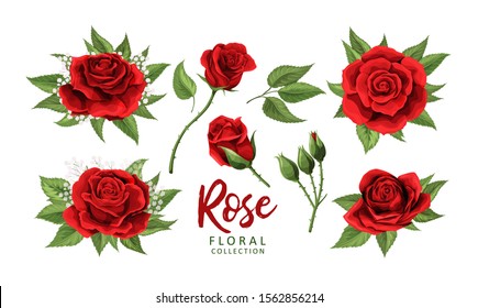 Red roses hand drawn color set. Black line rose flowers isolated on white background. Vector colored elements illustration for happy Valentines day postcards.