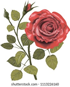 Red roses - high quality vector art