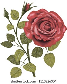 Red roses - high quality vector art