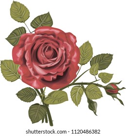 Red roses - high quality vector art