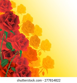 Red roses isolated on backgrounds. Vector illustration