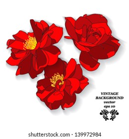 red roses, isolated on a white background vector illustration