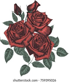Red roses  isolated on white background 