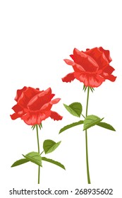Red roses on a white background for design cards and invitations