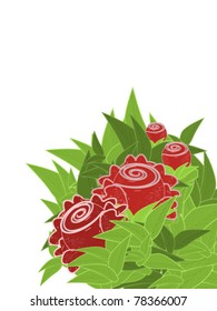 Red roses on white background