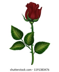 red roses, realistic flowers illustration white background