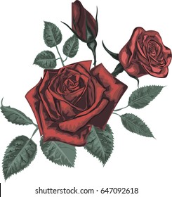 Red  Roses  - Realistic Vector Art for Greeting Card, Website Design