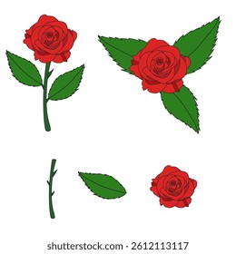 Red roses and separated rose parts.