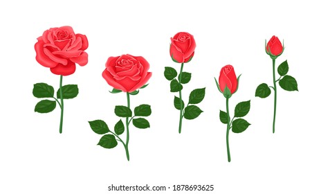 Red roses set. Beautiful flowers of different shapes, buds and blooming isolated on white background. Vector floral illustration in cartoon flat style.