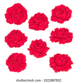 Red roses set isolated on white background. Hand drawn colorful vector illustration without transparent and gradients.