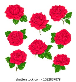 Red roses set isolated on white background. Hand drawn colorful vector illustration without transparent and gradients.