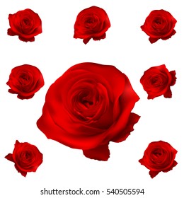 Red Roses Set Isolated On White. EPS 10 Vector File Included