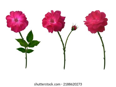 Red roses. Stems. Beautiful flower. Buds. Floral background. Green leaves. Isolated. Vector.