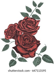 Red  Roses  -  Vector Art 