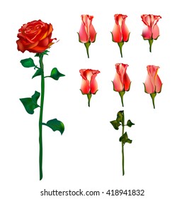 Red roses Vector illustration