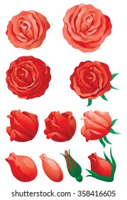 Red roses. Vector set of red roses isolated on white background. .