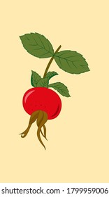 Red round rosehip on a branch with leaves. Medicinal plant Autumn is harvest time. Design of labels for medicines. A branch of wild rose hips. Vector illustration