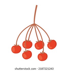 Red rowan berries branch. Autumn harvest concept. Stock vector illustration isolated on white background in flat cartoon style