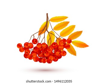 Red rowan berries bunch with orange autumn leaves, vector realistic illustration isolated on white background