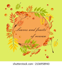 Brote de beras de rowan rojo con hojas de otoño naranjas, ilustración vectorial realista aislado clíparte conjunto con marco de círculo
